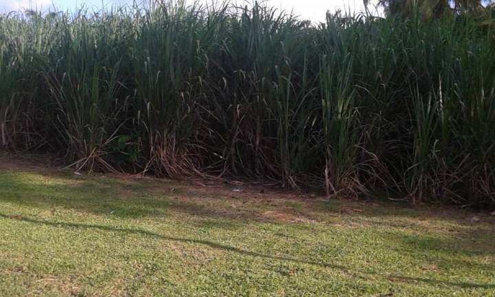 Taxi touristique forêt Martinique