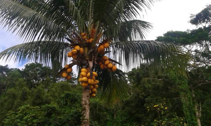 Taxi touristique balade exotique Martinique