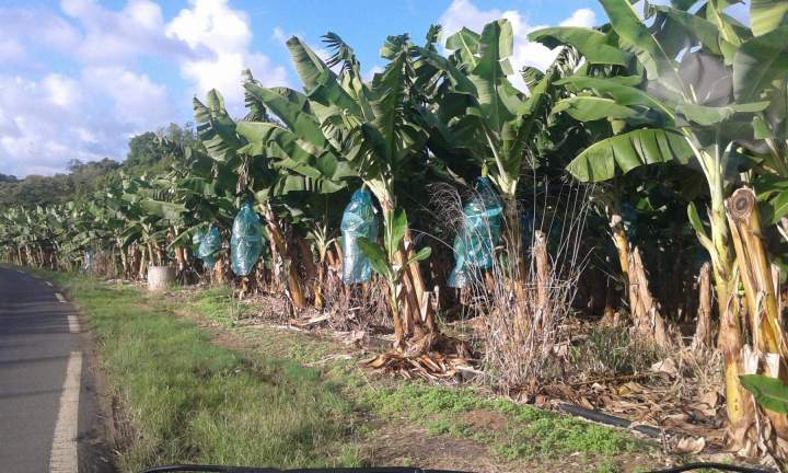 Taxi touristique privatisé Martinique