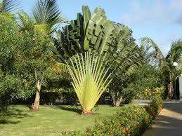 Taxi touristique culturel Martinique