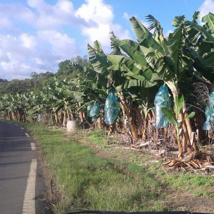 Taxi déplacement toute la Martinique
