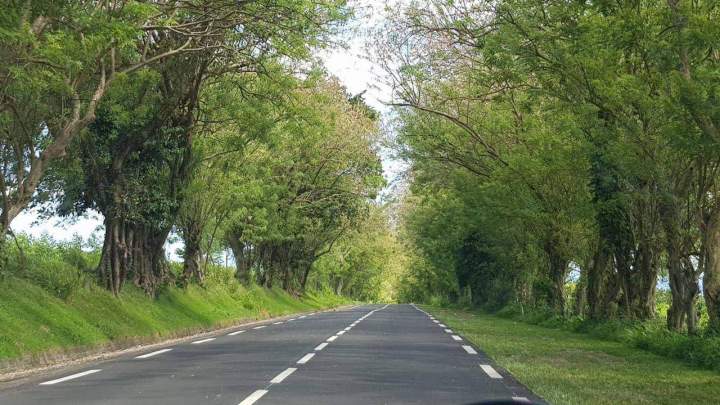 Circuit touristique pour découvrir la taxi Martinique