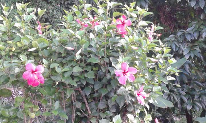 Découverte florale Martinique