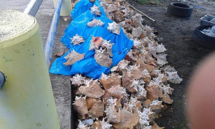 Circuit culturel en taxi Martinique